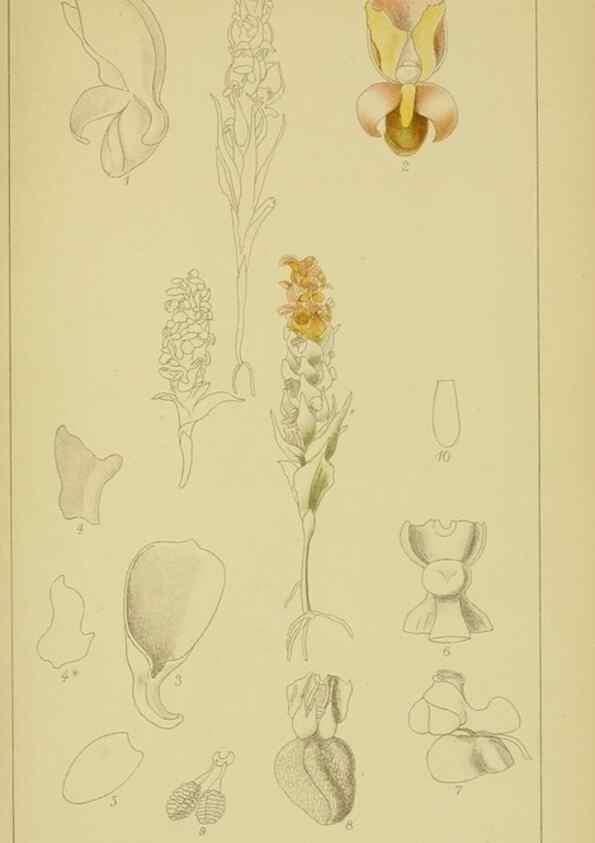 Reproducción/Reproduction 9730901711: Icones orchidearum austro-africanarum extra-tropicarum :. London :W. Wesley,1896-1913.