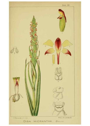 Reproducción/Reproduction 9730903011: Icones orchidearum austro-africanarum extra-tropicarum :. London :W. Wesley,1896-1913.