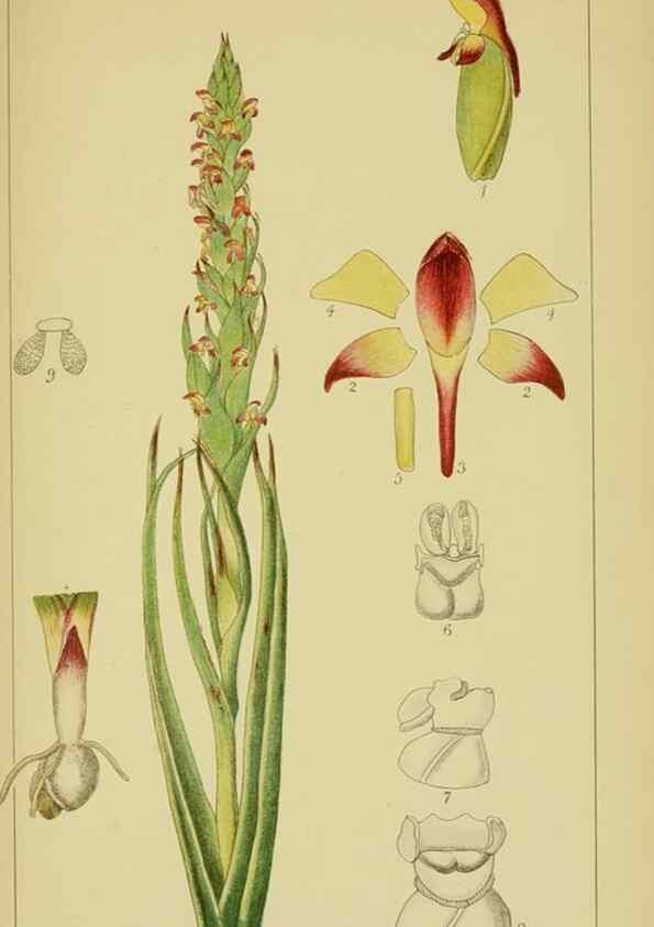 Reproducción/Reproduction 9730903011: Icones orchidearum austro-africanarum extra-tropicarum :. London :W. Wesley,1896-1913.