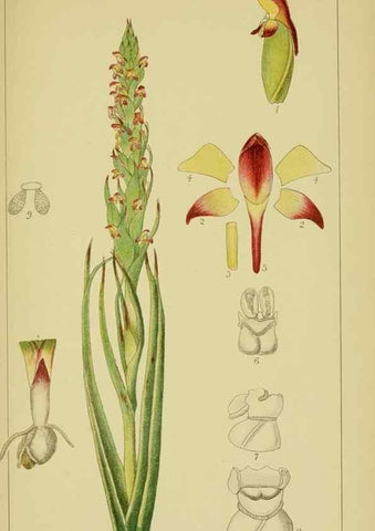 Reproducción/Reproduction 9730903011: Icones orchidearum austro-africanarum extra-tropicarum :. London :W. Wesley,1896-1913.