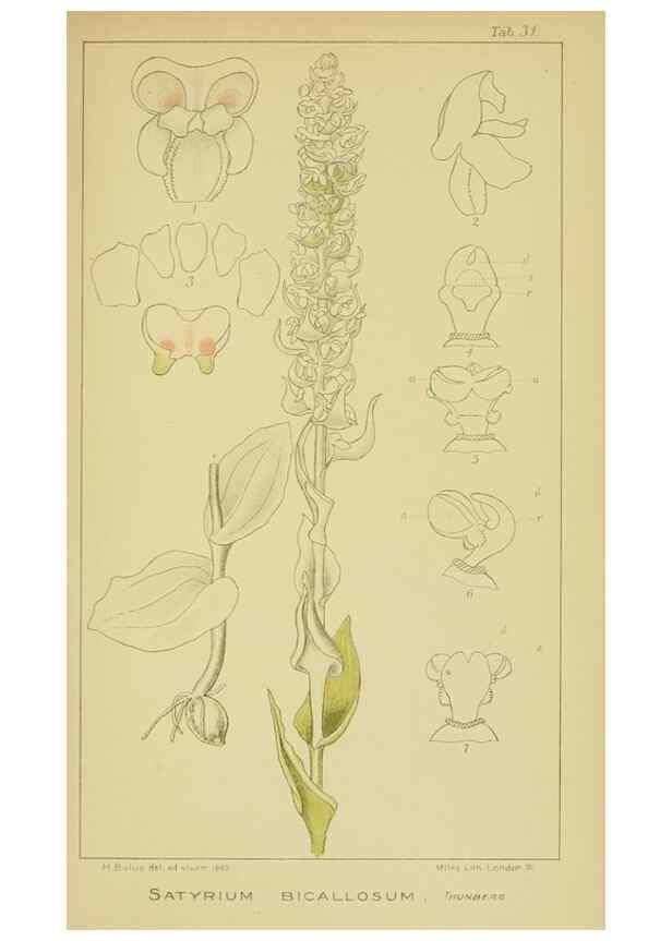 Reproducción/Reproduction 9734122108: Icones orchidearum austro-africanarum extra-tropicarum :. London :W. Wesley,1896-1913.