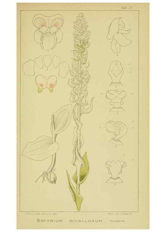 Reproducción/Reproduction 9734122108: Icones orchidearum austro-africanarum extra-tropicarum :. London :W. Wesley,1896-1913.