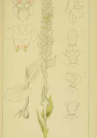 Reproducción/Reproduction 9734122108: Icones orchidearum austro-africanarum extra-tropicarum :. London :W. Wesley,1896-1913.