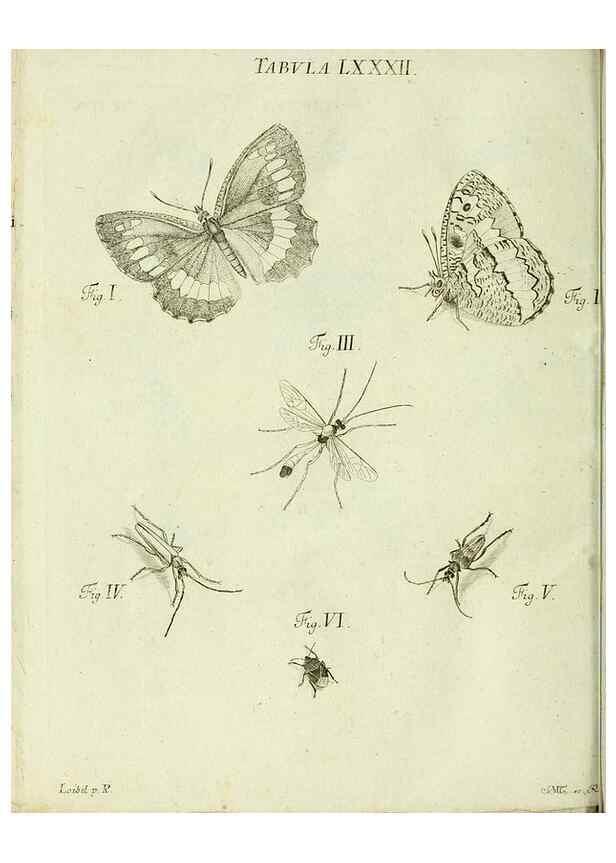 Reproducción/Reproduction 9733420702: Iacobi Christiani Shaefferi Icones insectorvm circa Ratisbonam :. Ratisbonae :Typis Zeitlerianis,1791.