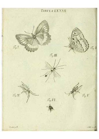 Reproducción/Reproduction 9733420702: Iacobi Christiani Shaefferi Icones insectorvm circa Ratisbonam :. Ratisbonae :Typis Zeitlerianis,1791.
