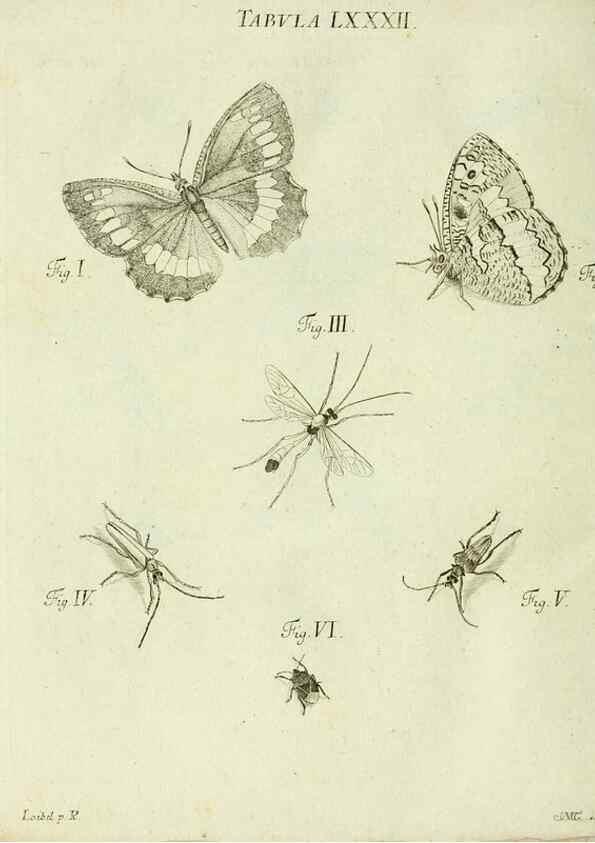 Reproducción/Reproduction 9733420702: Iacobi Christiani Shaefferi Icones insectorvm circa Ratisbonam :. Ratisbonae :Typis Zeitlerianis,1791.