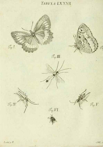 Reproducción/Reproduction 9733420702: Iacobi Christiani Shaefferi Icones insectorvm circa Ratisbonam :. Ratisbonae :Typis Zeitlerianis,1791.