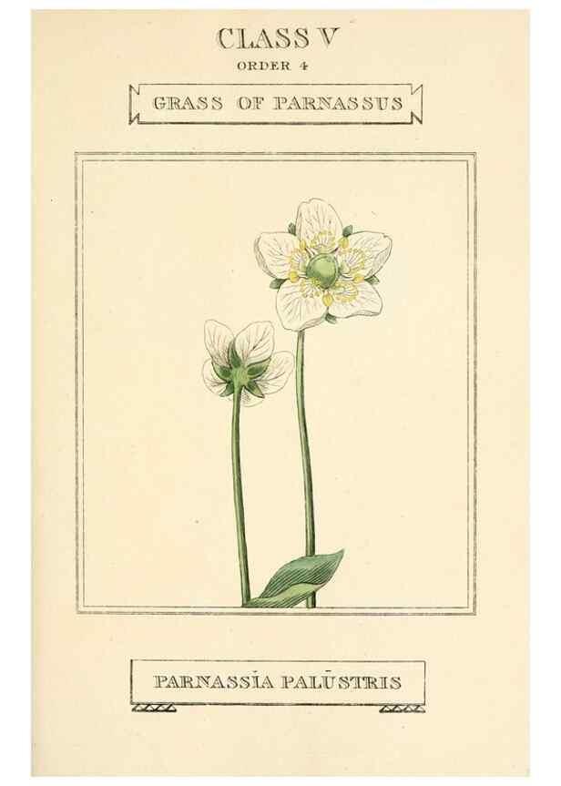 Reproducción/Reproduction 9787491092: Elements of the science of botany,. London,Printed by T. Bensley for J. Murray.1812.