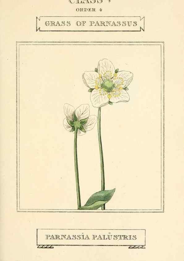 Reproducción/Reproduction 9787491092: Elements of the science of botany,. London,Printed by T. Bensley for J. Murray.1812.