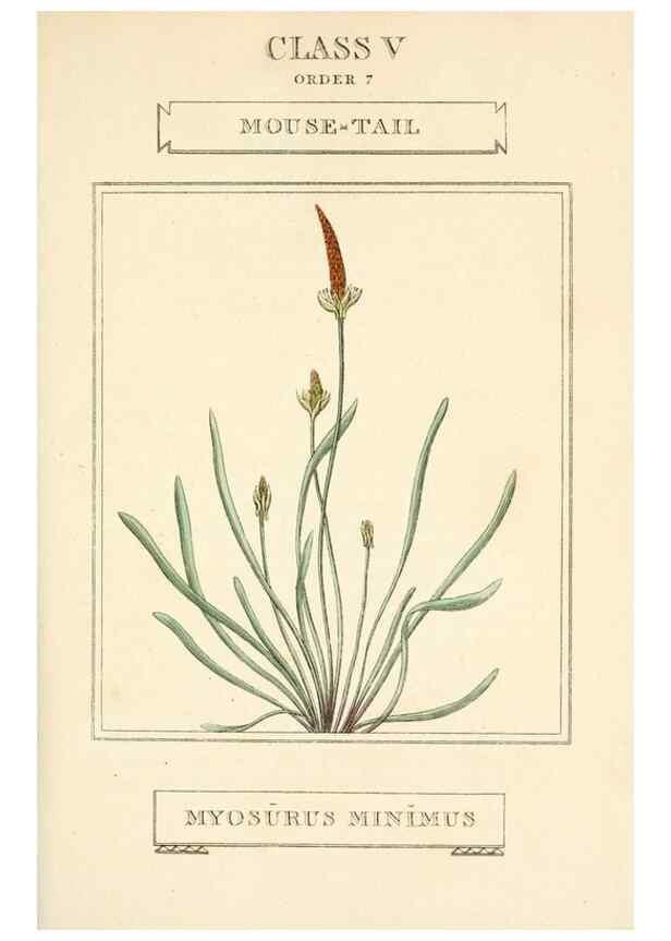 Reproducción/Reproduction 9787691834: Elements of the science of botany,. London,Printed by T. Bensley for J. Murray.1812.
