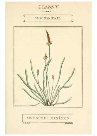 Reproducción/Reproduction 9787691834: Elements of the science of botany,. London,Printed by T. Bensley for J. Murray.1812.