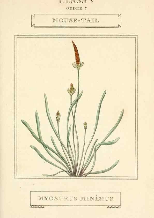 Reproducción/Reproduction 9787691834: Elements of the science of botany,. London,Printed by T. Bensley for J. Murray.1812.