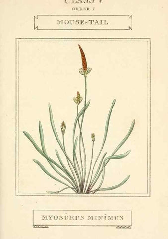 Reproducción/Reproduction 9787691834: Elements of the science of botany,. London,Printed by T. Bensley for J. Murray.1812.