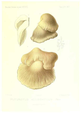 Reproducción/Reproduction 9801001796: Icones mycologicæ, ou Iconographie des champignons de France principalement Discomycetes,. Paris :P. Klincksieck, L. Lhomme, successeur,1905-10.