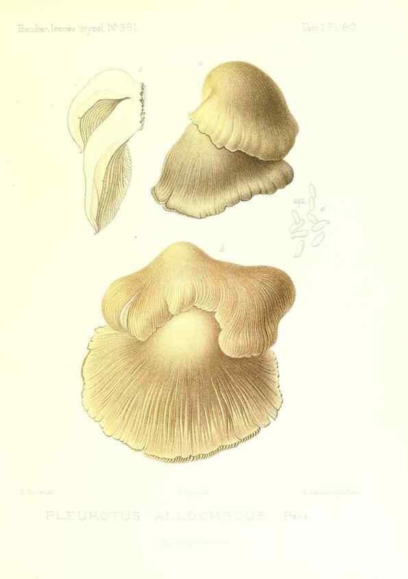 Reproducción/Reproduction 9801001796: Icones mycologicæ, ou Iconographie des champignons de France principalement Discomycetes,. Paris :P. Klincksieck, L. Lhomme, successeur,1905-10.