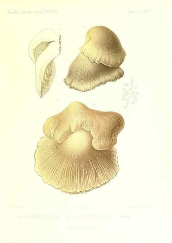 Reproducción/Reproduction 9801001796: Icones mycologicæ, ou Iconographie des champignons de France principalement Discomycetes,. Paris :P. Klincksieck, L. Lhomme, successeur,1905-10.