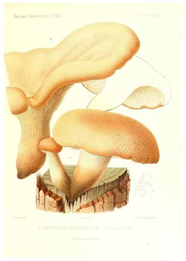 Reproducción/Reproduction 9800995824: Icones mycologicæ, ou Iconographie des champignons de France principalement Discomycetes,. Paris :P. Klincksieck, L. Lhomme, successeur,1905-10.