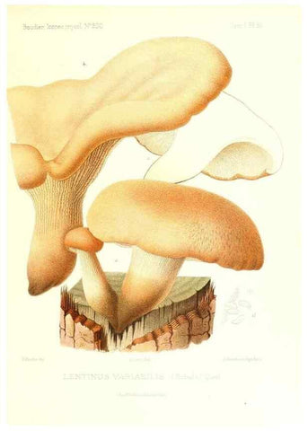 Reproducción/Reproduction 9800995824: Icones mycologicæ, ou Iconographie des champignons de France principalement Discomycetes,. Paris :P. Klincksieck, L. Lhomme, successeur,1905-10.