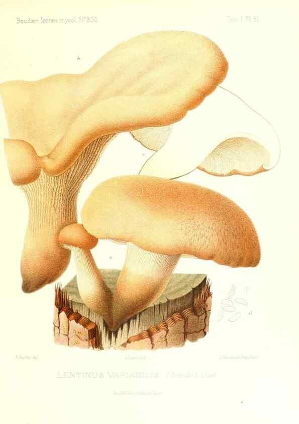 Reproducción/Reproduction 9800995824: Icones mycologicæ, ou Iconographie des champignons de France principalement Discomycetes,. Paris :P. Klincksieck, L. Lhomme, successeur,1905-10.