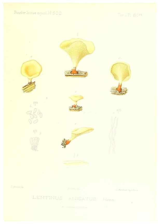 Reproducción/Reproduction 9800975665: Icones mycologicæ, ou Iconographie des champignons de France principalement Discomycetes,. Paris :P. Klincksieck, L. Lhomme, successeur,1905-10.