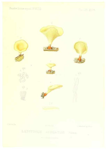 Reproducción/Reproduction 9800975665: Icones mycologicæ, ou Iconographie des champignons de France principalement Discomycetes,. Paris :P. Klincksieck, L. Lhomme, successeur,1905-10.