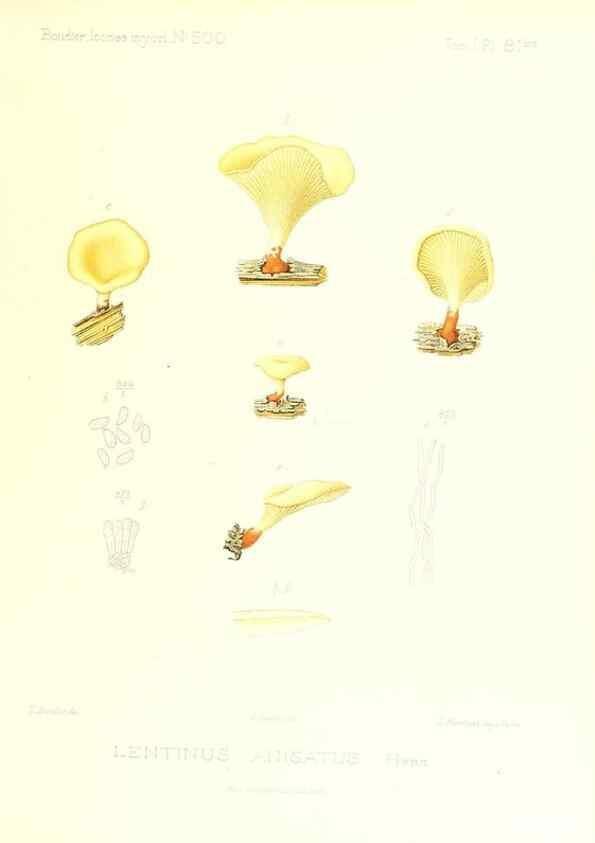 Reproducción/Reproduction 9800975665: Icones mycologicæ, ou Iconographie des champignons de France principalement Discomycetes,. Paris :P. Klincksieck, L. Lhomme, successeur,1905-10.