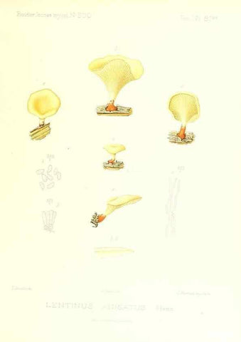 Reproducción/Reproduction 9800975665: Icones mycologicæ, ou Iconographie des champignons de France principalement Discomycetes,. Paris :P. Klincksieck, L. Lhomme, successeur,1905-10.