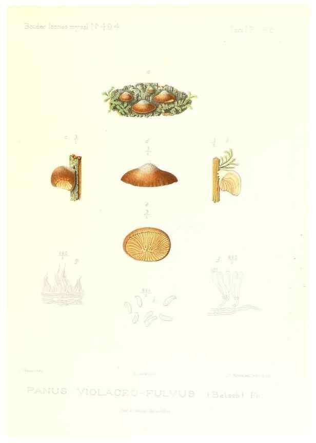 Reproducción/Reproduction 9800999664: Icones mycologicæ, ou Iconographie des champignons de France principalement Discomycetes,. Paris :P. Klincksieck, L. Lhomme, successeur,1905-10.