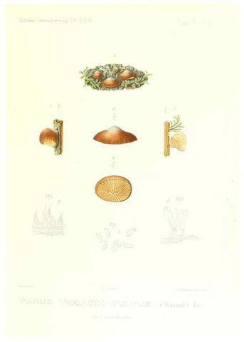 Reproducción/Reproduction 9800999664: Icones mycologicæ, ou Iconographie des champignons de France principalement Discomycetes,. Paris :P. Klincksieck, L. Lhomme, successeur,1905-10.