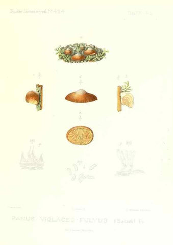 Reproducción/Reproduction 9800999664: Icones mycologicæ, ou Iconographie des champignons de France principalement Discomycetes,. Paris :P. Klincksieck, L. Lhomme, successeur,1905-10.