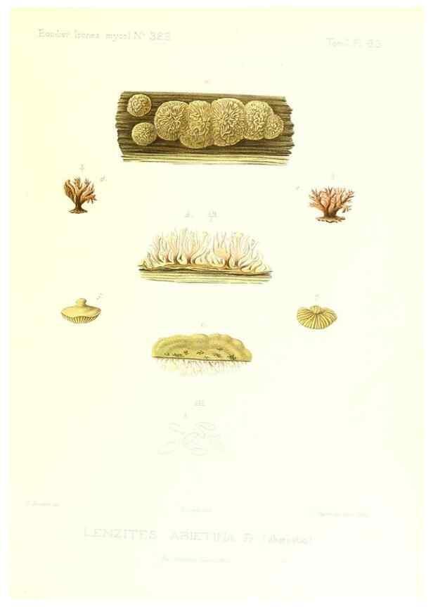 Reproducción/Reproduction 9801065053: Icones mycologicæ, ou Iconographie des champignons de France principalement Discomycetes,. Paris :P. Klincksieck, L. Lhomme, successeur,1905-10.