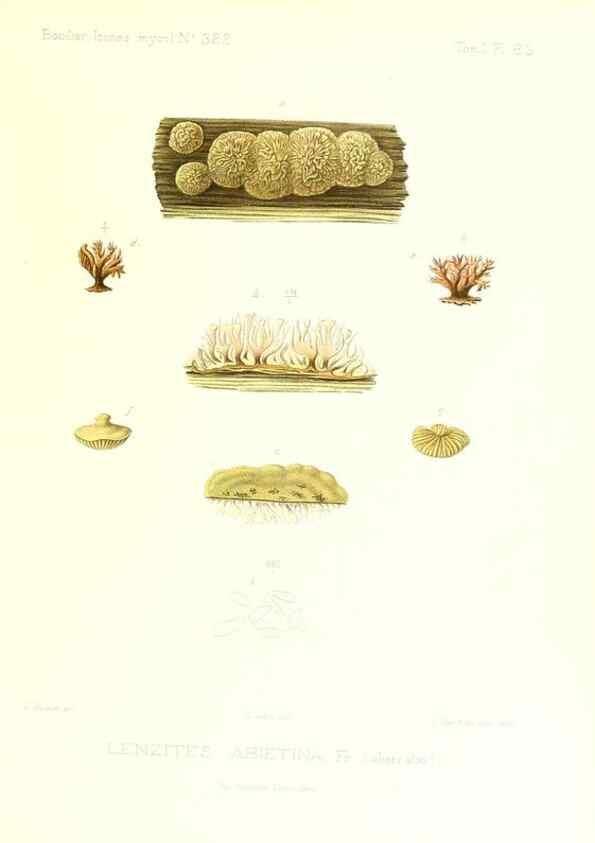 Reproducción/Reproduction 9801065053: Icones mycologicæ, ou Iconographie des champignons de France principalement Discomycetes,. Paris :P. Klincksieck, L. Lhomme, successeur,1905-10.