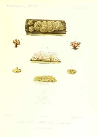 Reproducción/Reproduction 9801065053: Icones mycologicæ, ou Iconographie des champignons de France principalement Discomycetes,. Paris :P. Klincksieck, L. Lhomme, successeur,1905-10.