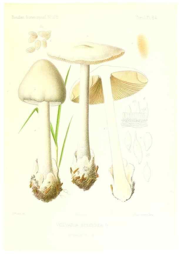 Reproducción/Reproduction 9801012716: Icones mycologicæ, ou Iconographie des champignons de France principalement Discomycetes,. Paris :P. Klincksieck, L. Lhomme, successeur,1905-10.