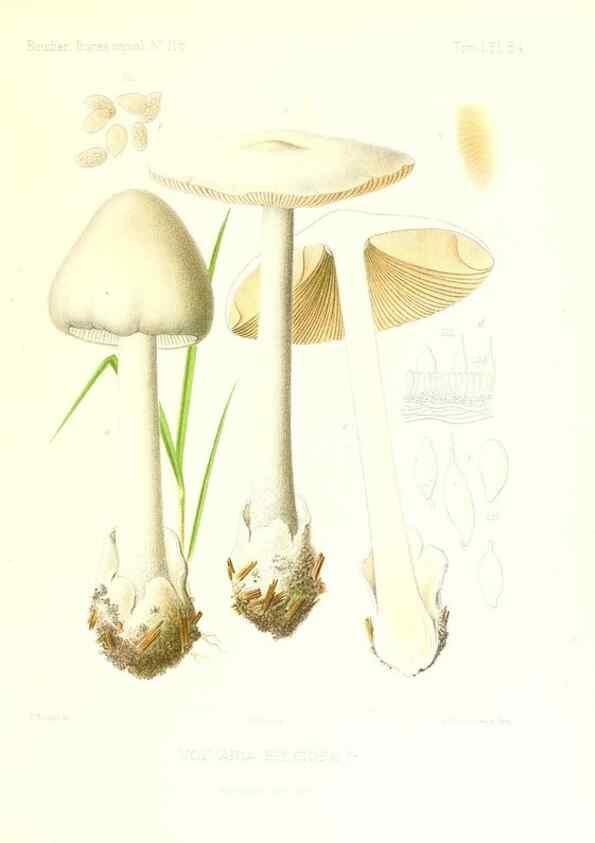 Reproducción/Reproduction 9801012716: Icones mycologicæ, ou Iconographie des champignons de France principalement Discomycetes,. Paris :P. Klincksieck, L. Lhomme, successeur,1905-10.