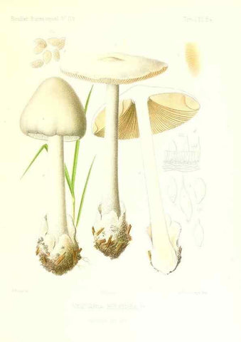 Reproducción/Reproduction 9801012716: Icones mycologicæ, ou Iconographie des champignons de France principalement Discomycetes,. Paris :P. Klincksieck, L. Lhomme, successeur,1905-10.