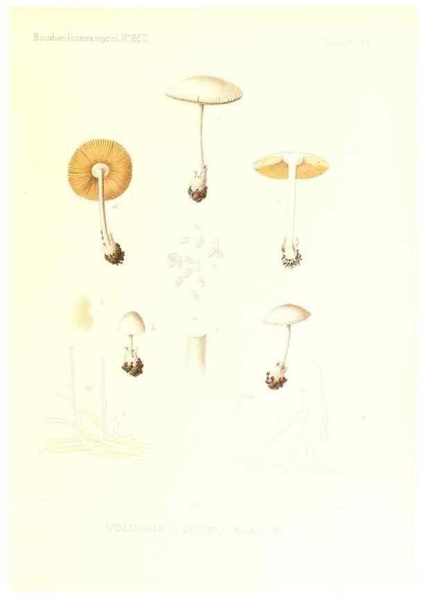 Reproducción/Reproduction 9801069563: Icones mycologicæ, ou Iconographie des champignons de France principalement Discomycetes,. Paris :P. Klincksieck, L. Lhomme, successeur,1905-10.