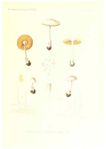 Reproducción/Reproduction 9801069563: Icones mycologicæ, ou Iconographie des champignons de France principalement Discomycetes,. Paris :P. Klincksieck, L. Lhomme, successeur,1905-10.