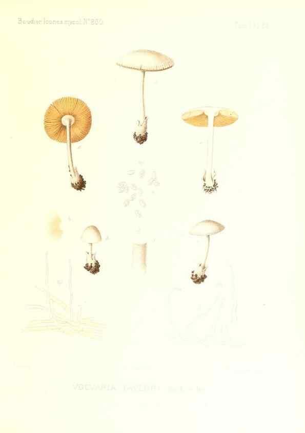 Reproducción/Reproduction 9801069563: Icones mycologicæ, ou Iconographie des champignons de France principalement Discomycetes,. Paris :P. Klincksieck, L. Lhomme, successeur,1905-10.