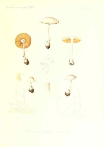 Reproducción/Reproduction 9801069563: Icones mycologicæ, ou Iconographie des champignons de France principalement Discomycetes,. Paris :P. Klincksieck, L. Lhomme, successeur,1905-10.