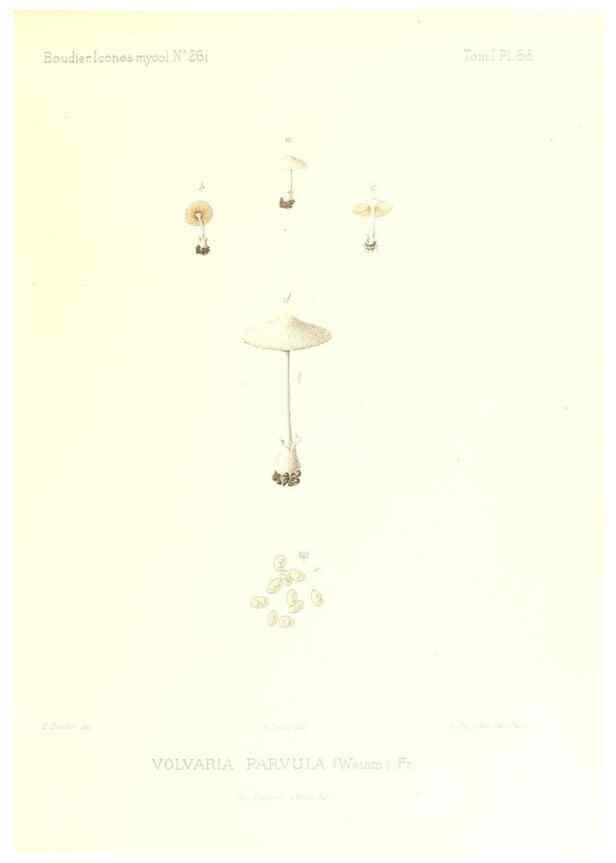 Reproducción/Reproduction 9801007924: Icones mycologicæ, ou Iconographie des champignons de France principalement Discomycetes,. Paris :P. Klincksieck, L. Lhomme, successeur,1905-10.