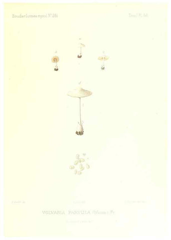 Reproducción/Reproduction 9801007924: Icones mycologicæ, ou Iconographie des champignons de France principalement Discomycetes,. Paris :P. Klincksieck, L. Lhomme, successeur,1905-10.
