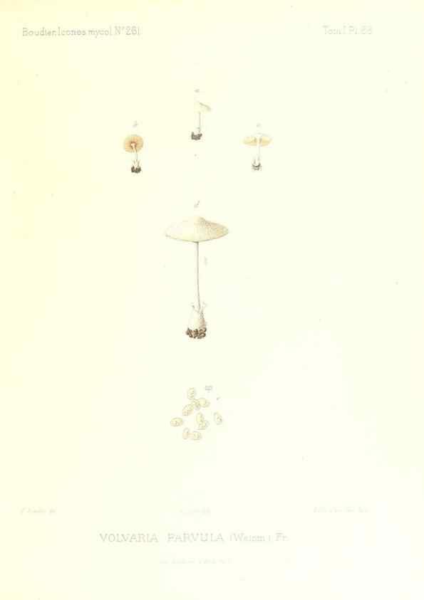 Reproducción/Reproduction 9801007924: Icones mycologicæ, ou Iconographie des champignons de France principalement Discomycetes,. Paris :P. Klincksieck, L. Lhomme, successeur,1905-10.