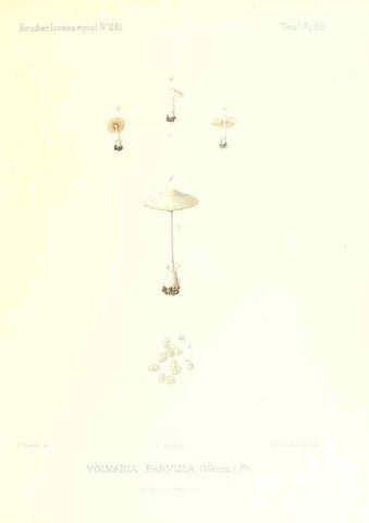Reproducción/Reproduction 9801007924: Icones mycologicæ, ou Iconographie des champignons de France principalement Discomycetes,. Paris :P. Klincksieck, L. Lhomme, successeur,1905-10.