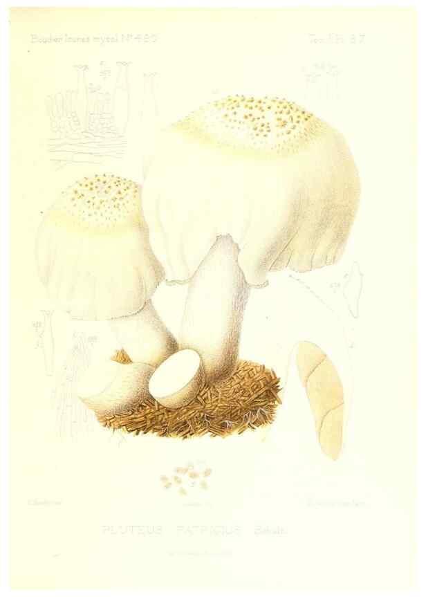 Reproducción/Reproduction 9801019506: Icones mycologicæ, ou Iconographie des champignons de France principalement Discomycetes,. Paris :P. Klincksieck, L. Lhomme, successeur,1905-10.