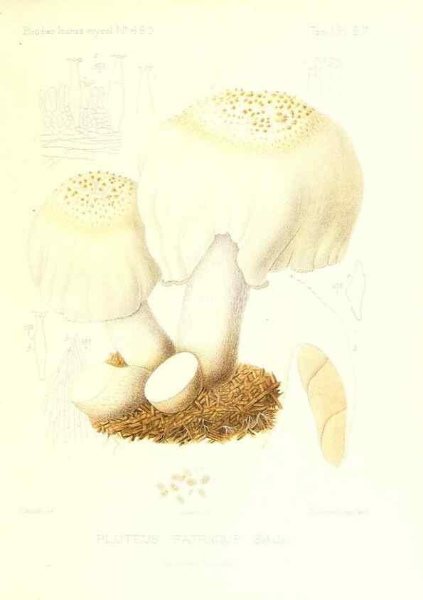 Reproducción/Reproduction 9801019506: Icones mycologicæ, ou Iconographie des champignons de France principalement Discomycetes,. Paris :P. Klincksieck, L. Lhomme, successeur,1905-10.
