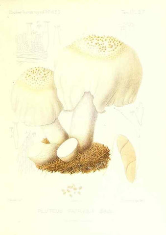 Reproducción/Reproduction 9801019506: Icones mycologicæ, ou Iconographie des champignons de France principalement Discomycetes,. Paris :P. Klincksieck, L. Lhomme, successeur,1905-10.