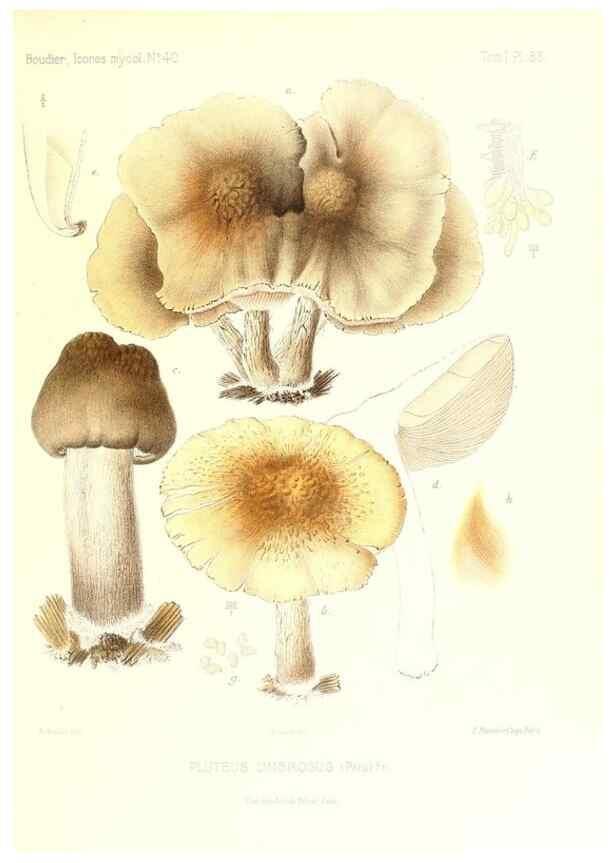Reproducción/Reproduction 9801076533: Icones mycologicæ, ou Iconographie des champignons de France principalement Discomycetes,. Paris :P. Klincksieck, L. Lhomme, successeur,1905-10.
