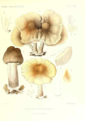 Reproducción/Reproduction 9801076533: Icones mycologicæ, ou Iconographie des champignons de France principalement Discomycetes,. Paris :P. Klincksieck, L. Lhomme, successeur,1905-10.