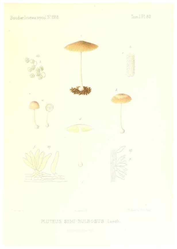 Reproducción/Reproduction 9800993135: Icones mycologicæ, ou Iconographie des champignons de France principalement Discomycetes,. Paris :P. Klincksieck, L. Lhomme, successeur,1905-10.